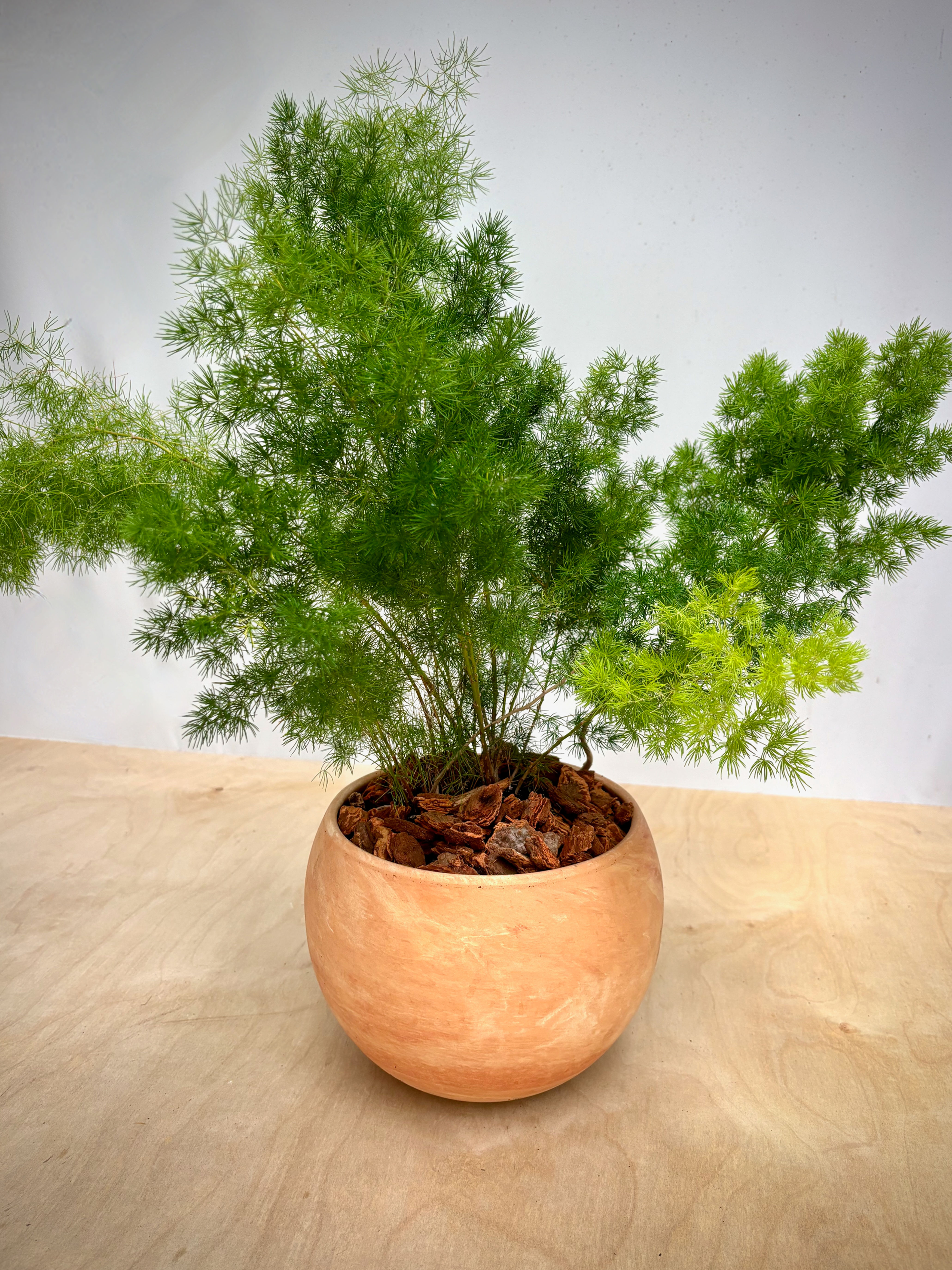 Asparagus Fern in Luna Sphere