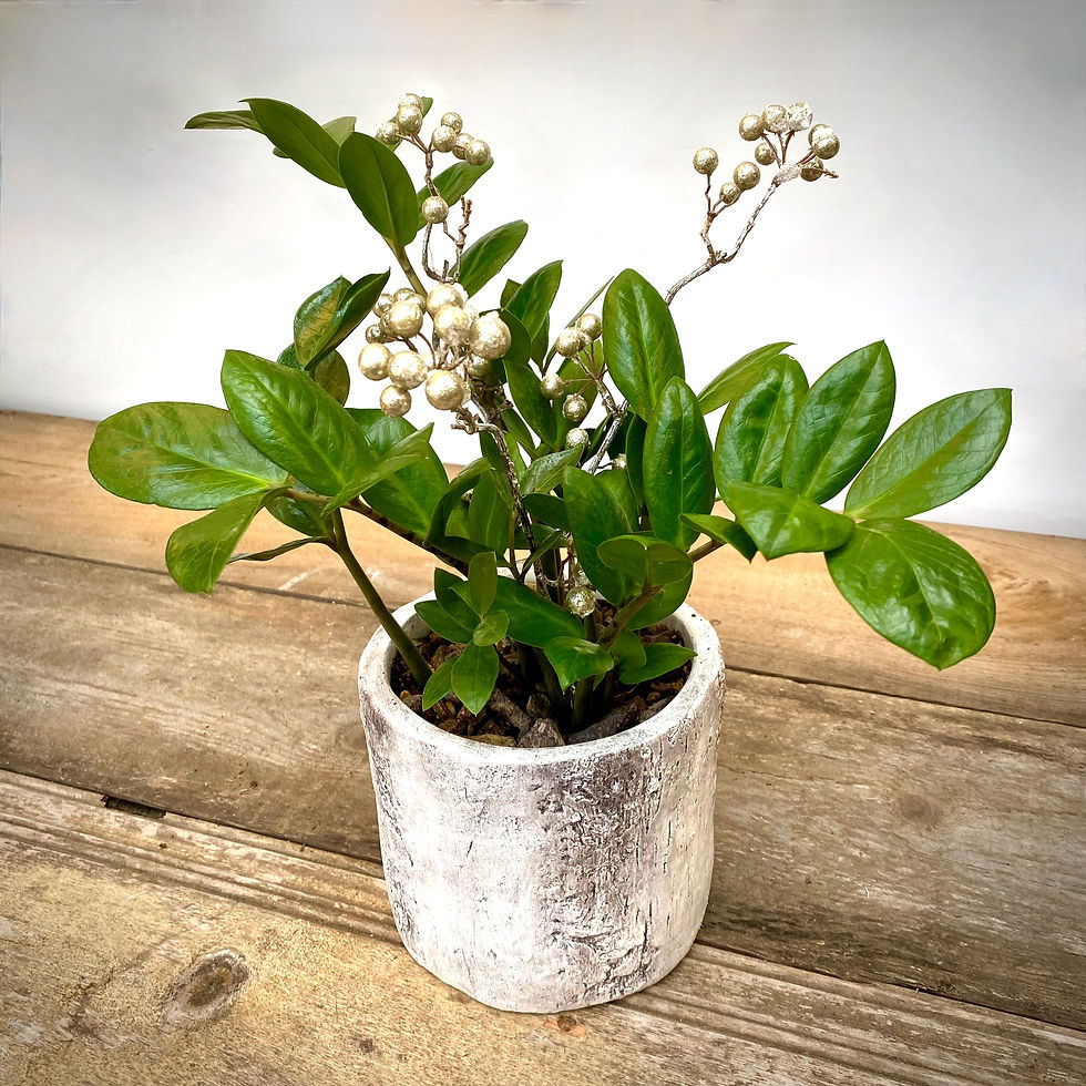 Thumbnail: ZZ Plant in Birch Planter