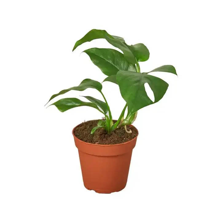 PP Monstera Minima 4"