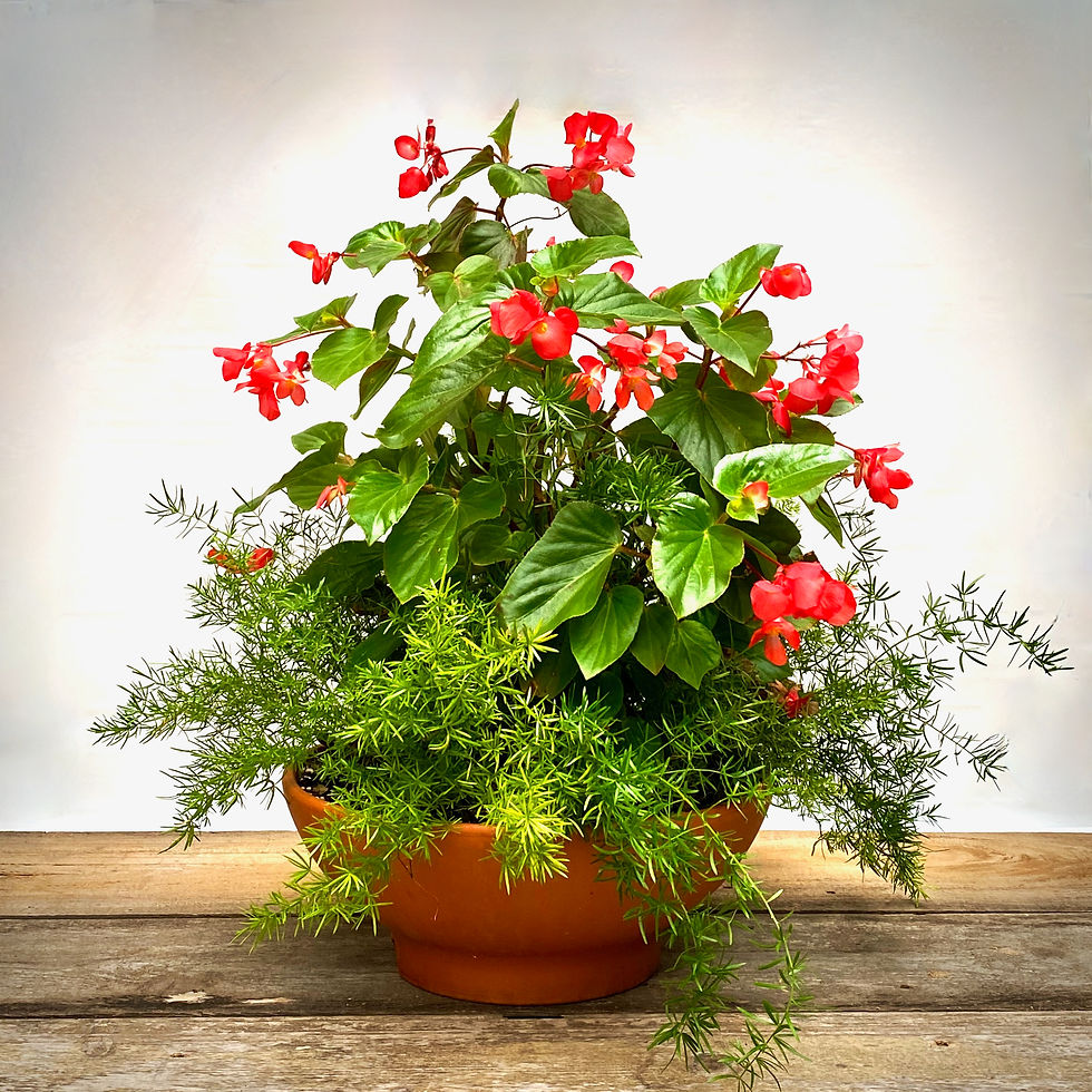 Thumbnail: Dragon Wing Begonia with Asparagus Fern in Terracotta Low Bowl