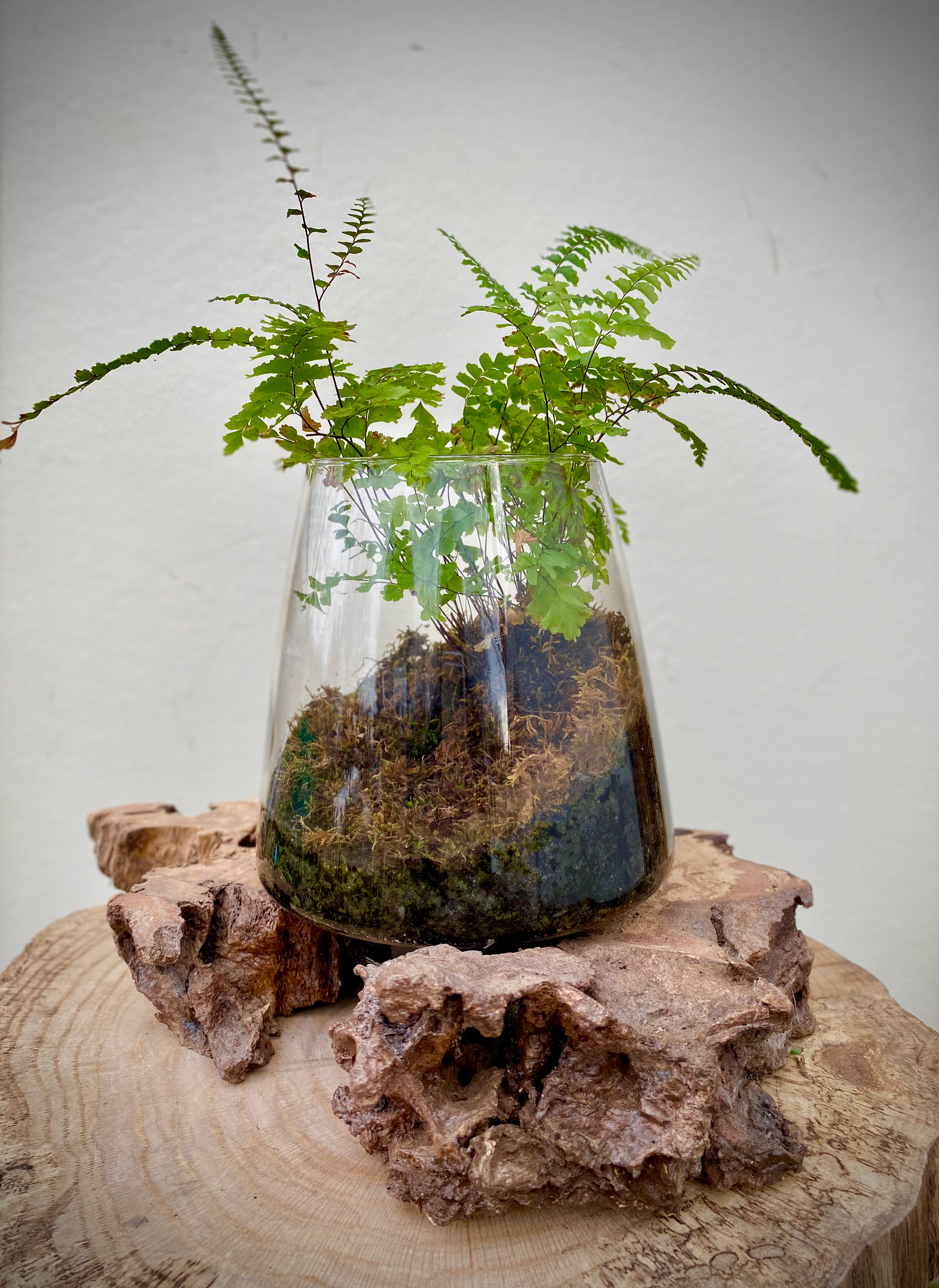 Maidenhair Fern in Open Terrarium