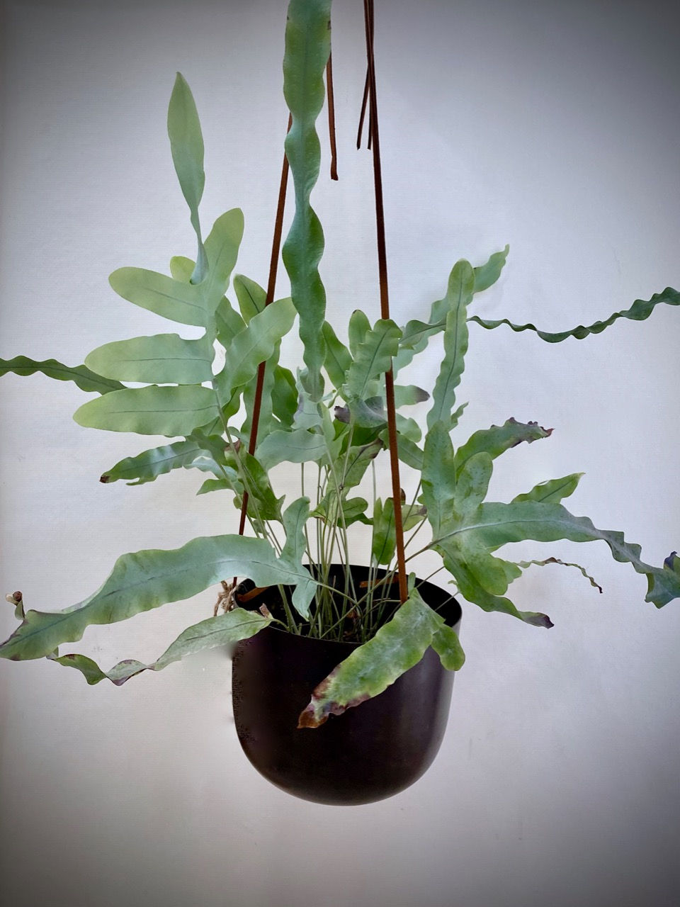 Blue Star Fern in Metal Hanging Planter
