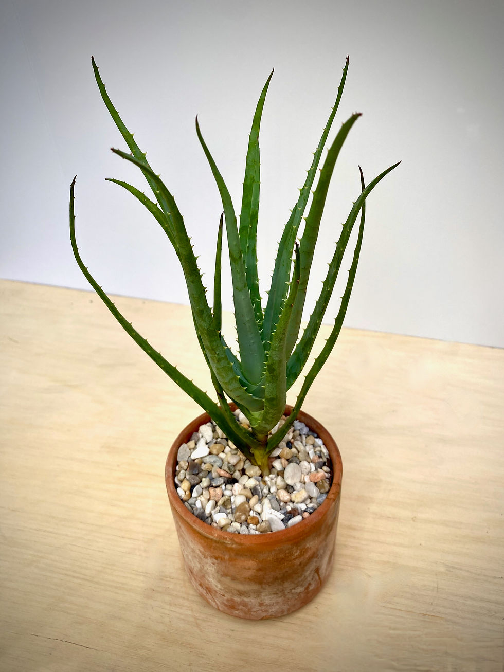 Thumbnail: Aloe Blue Elf in Terracotta