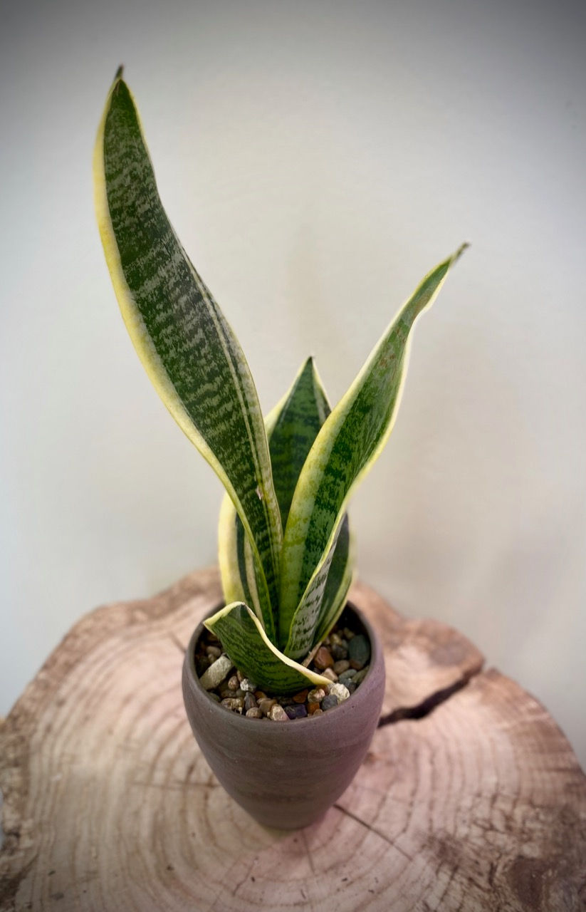 Laurentii Sansevieria in Basalt Luna Vase