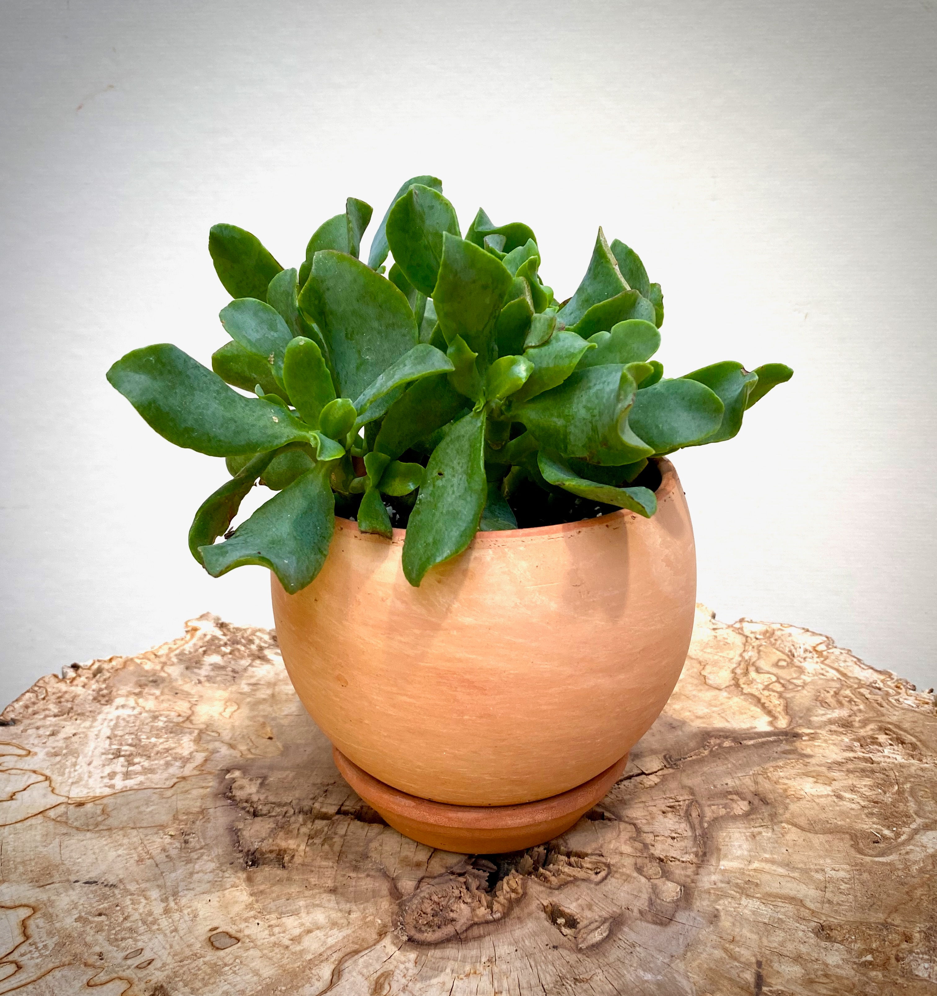 Ripple Jade in Luna Sphere
