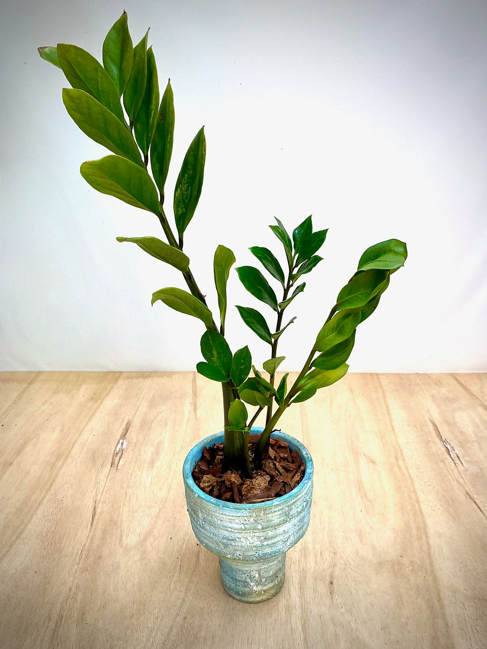 Thumbnail: ZZ Plant in Blue Goblet Planter