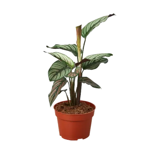 PP Calathea White Star 4"