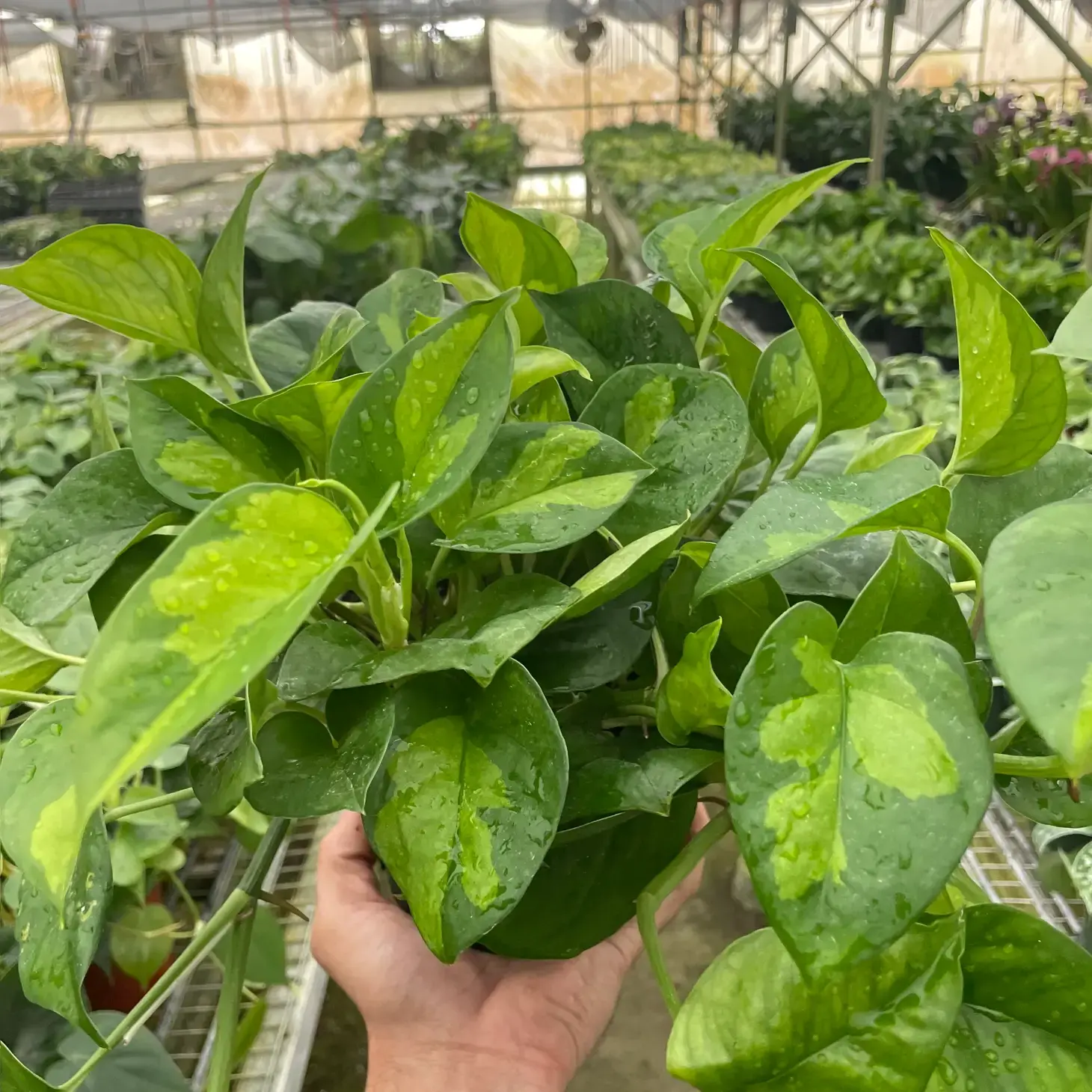 PP Pothos Global Green 6"