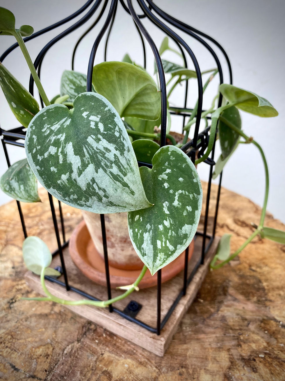 Thumbnail: Birdcage SM with Satin Pothos