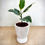 Thumbnail: Ficus Tineke in Tall Ribbed Cement Pot