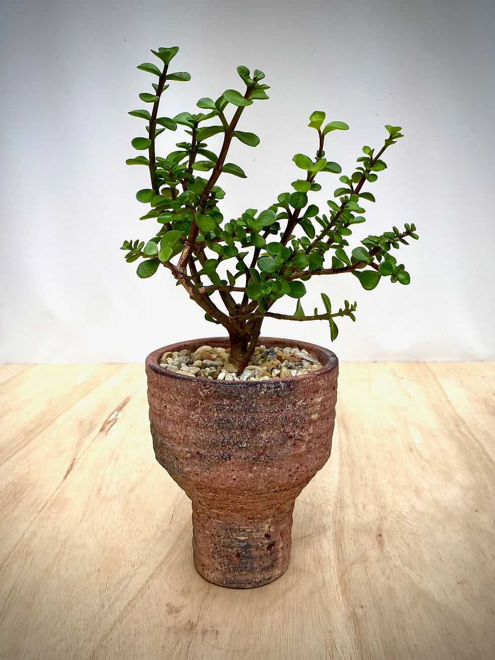 Thumbnail: Portulacaria in Terracotta Goblet Planter