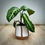 Thumbnail: Xanthosoma 'lendenii' in Retro Pot