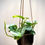 Thumbnail: Pothos Silver Splash in Metal Hanging Vase