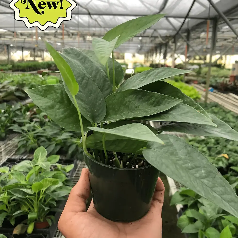 Pothos Cebu Blue 4-in