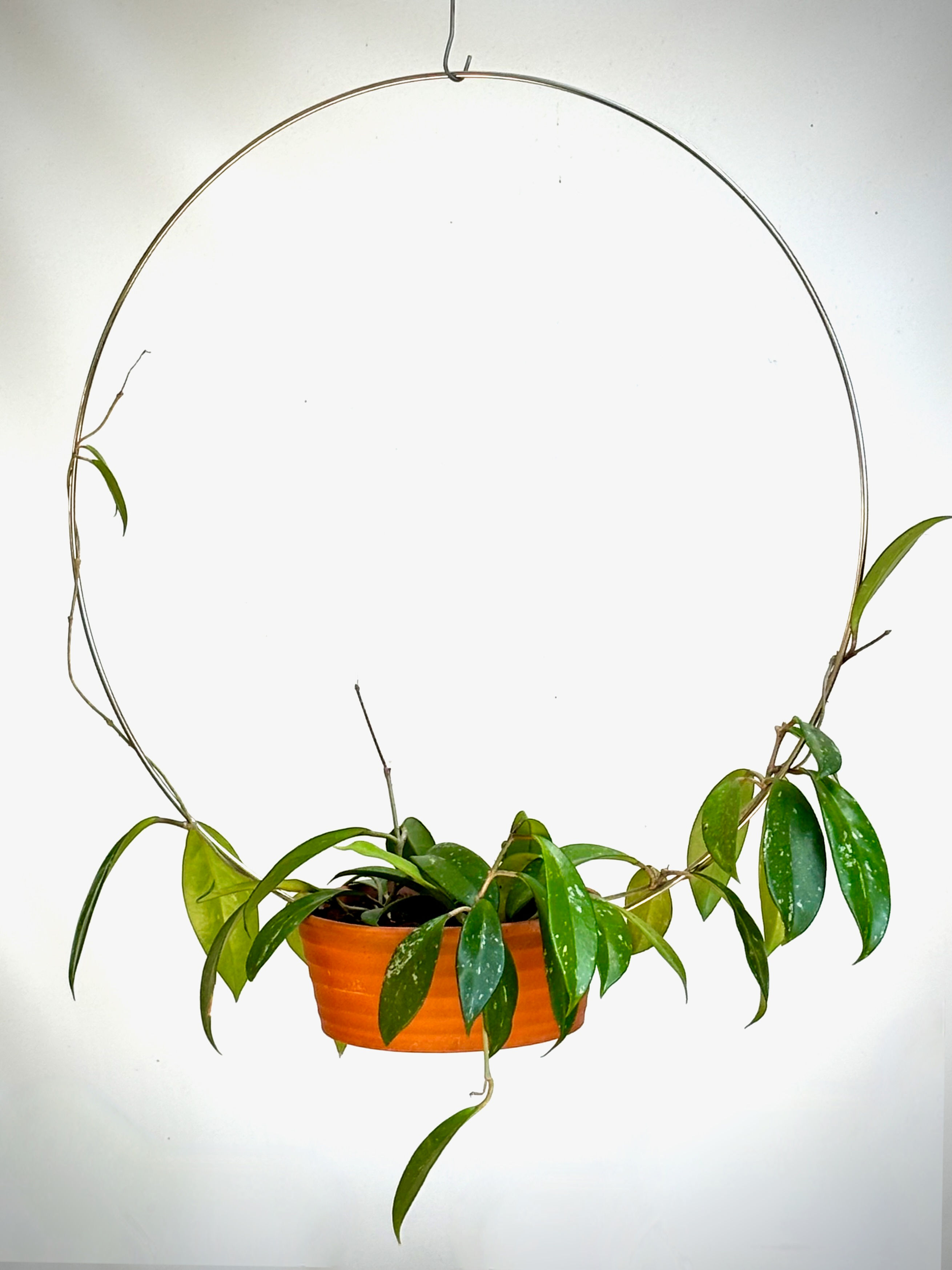 Hoya in Succulent Hanger with Ring Trellis