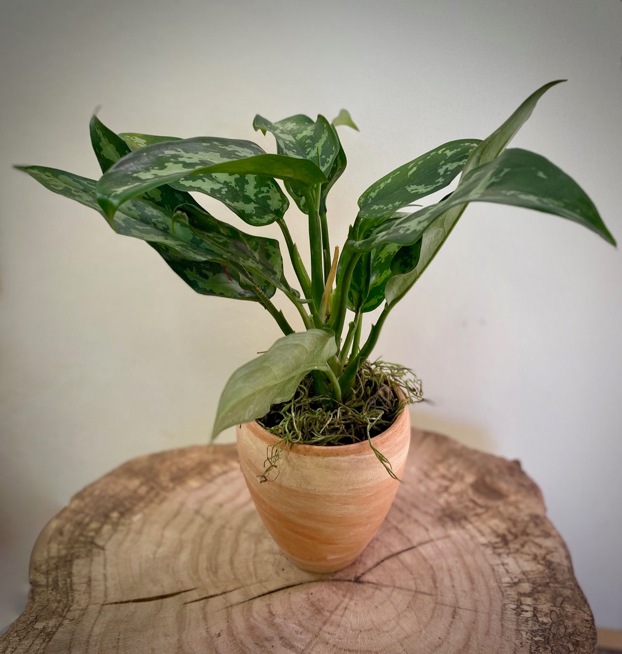 Aglaonema Maria in Small Luna Vase Planter