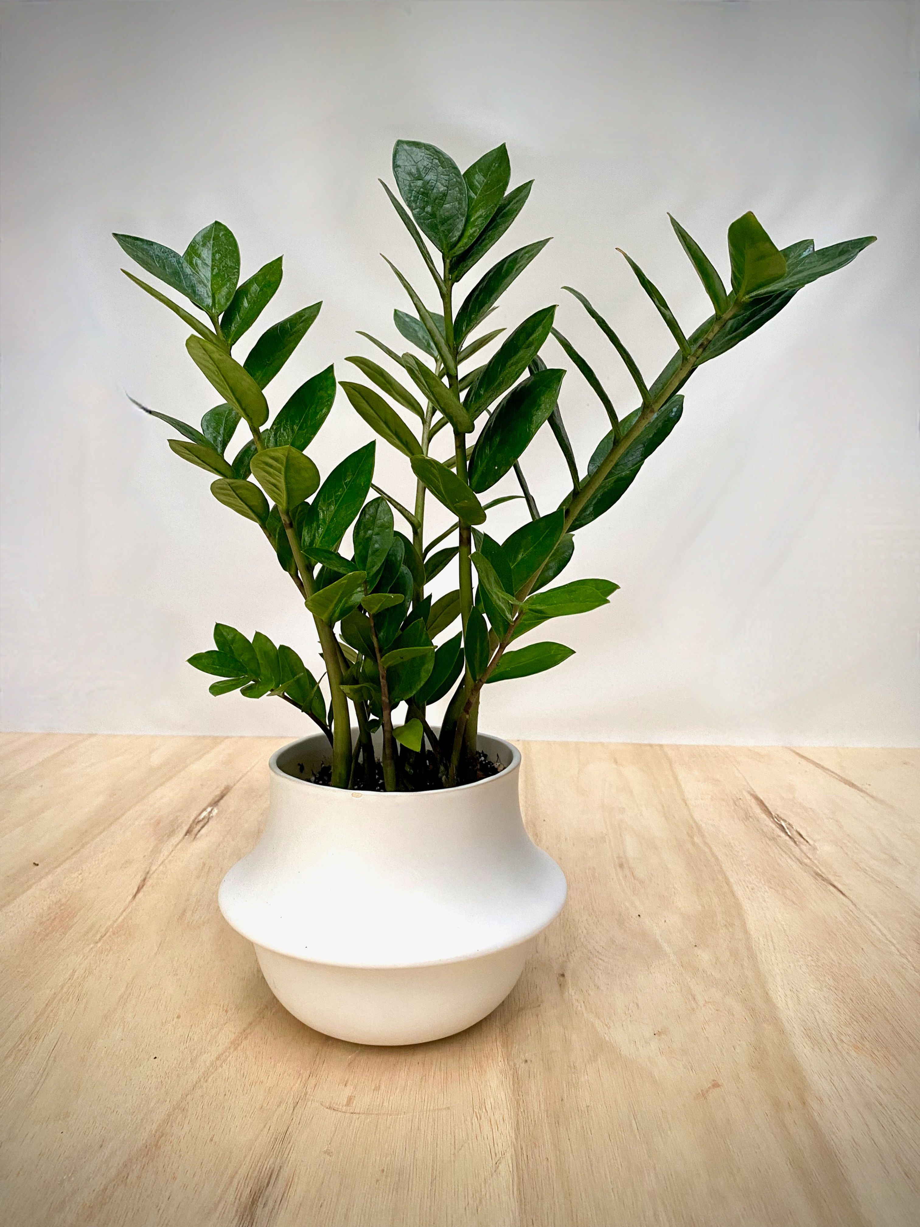 ZZ Plant in Vita Vase