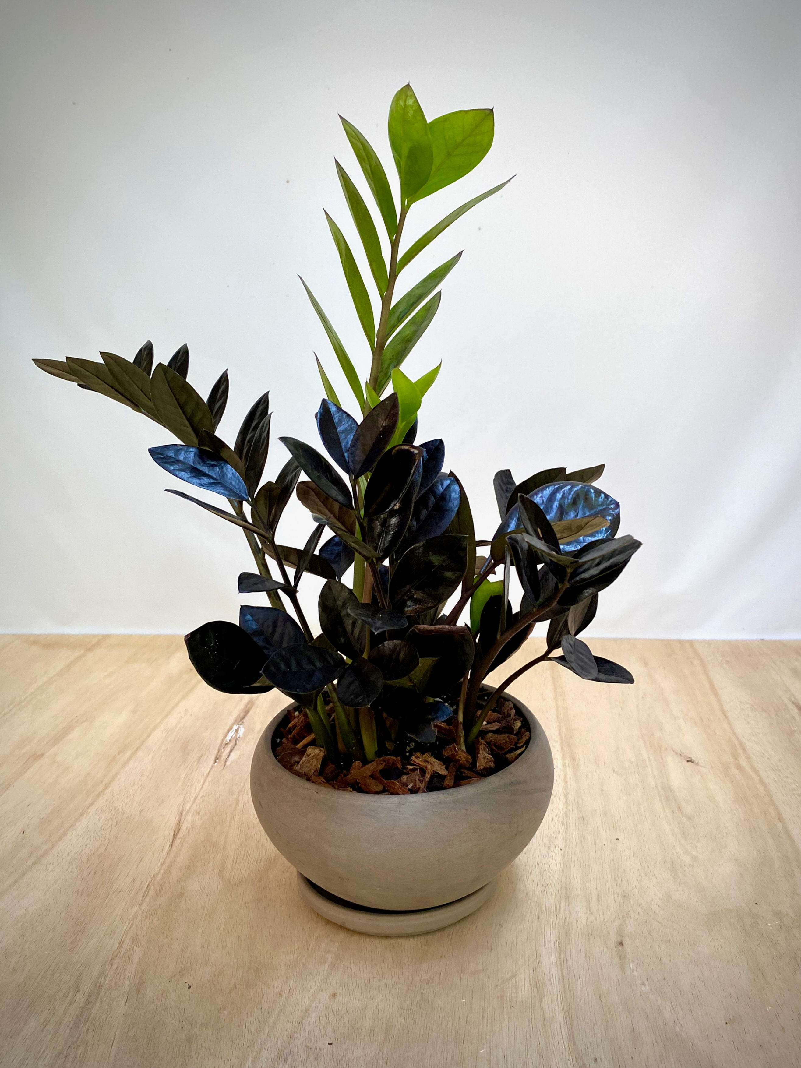 Raven ZZ Plant in Luna Bowl
