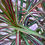 Thumbnail: Dracaena Marginata in Lago Vase Planter