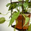 Thumbnail: Hanging Lantern with Pothos Cebo Blue