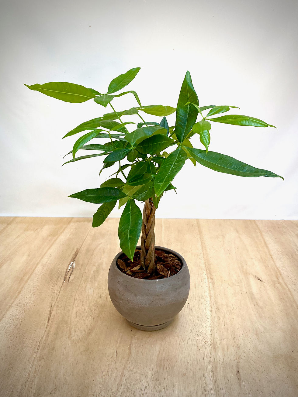 Thumbnail: Money Plant in Luna Sphere
