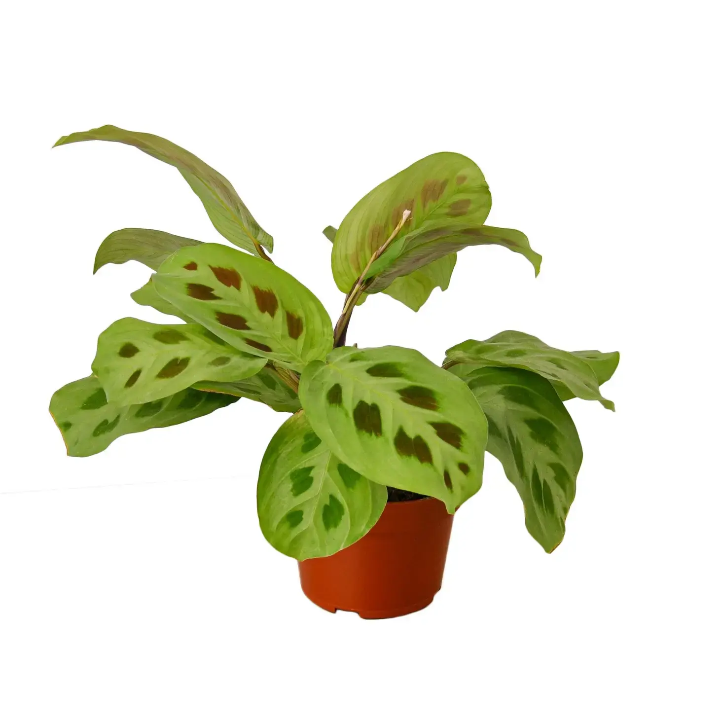 PP Maranta Leuconeura 4"