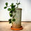 Thumbnail: Peperomia Hope is Rustic Terracotta Vase