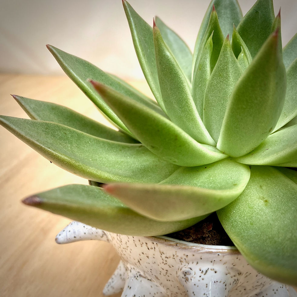 Thumbnail: Echeveria Miranda in Spike Pot