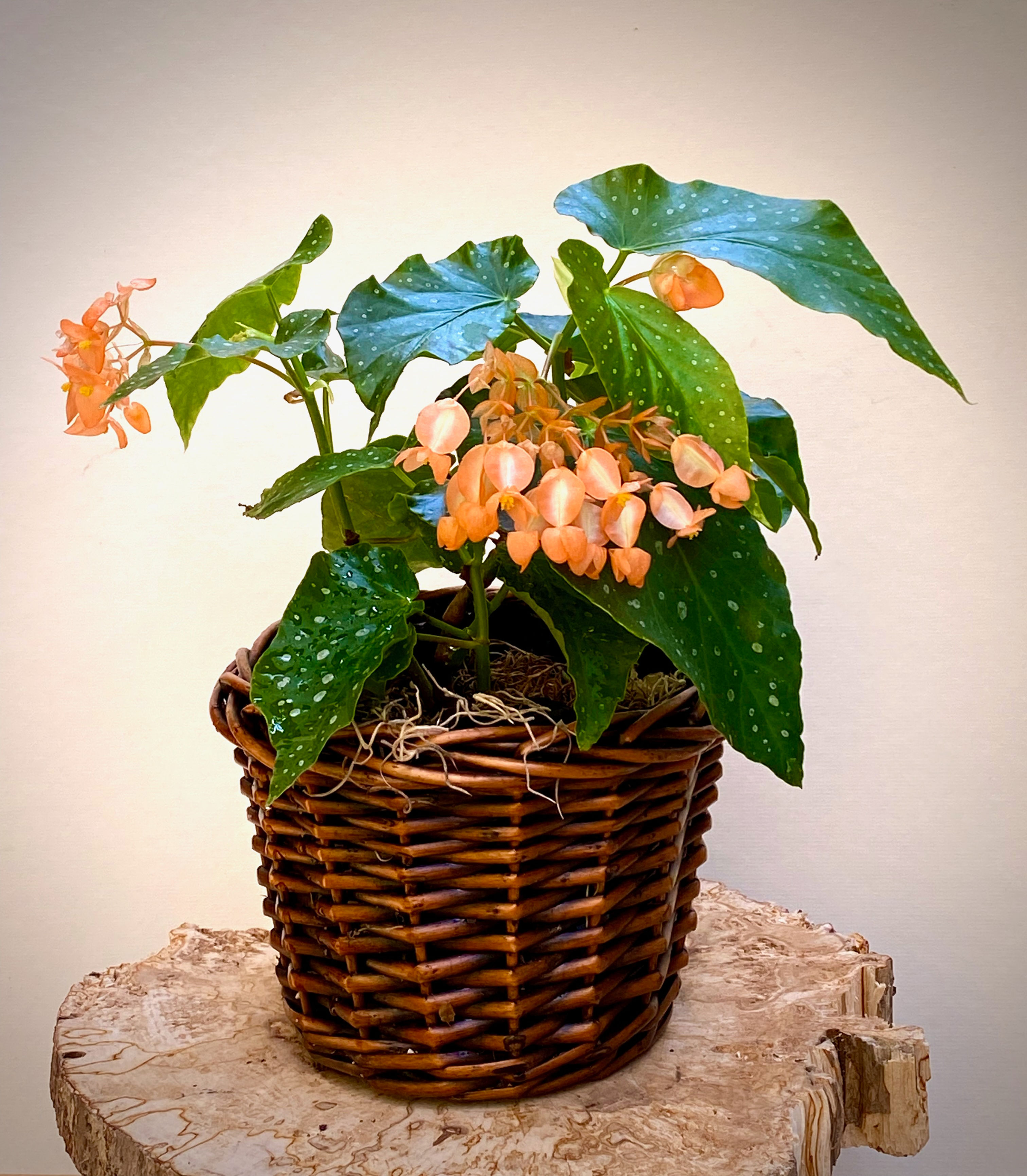 Angel Wing Begonia in Willow Basket