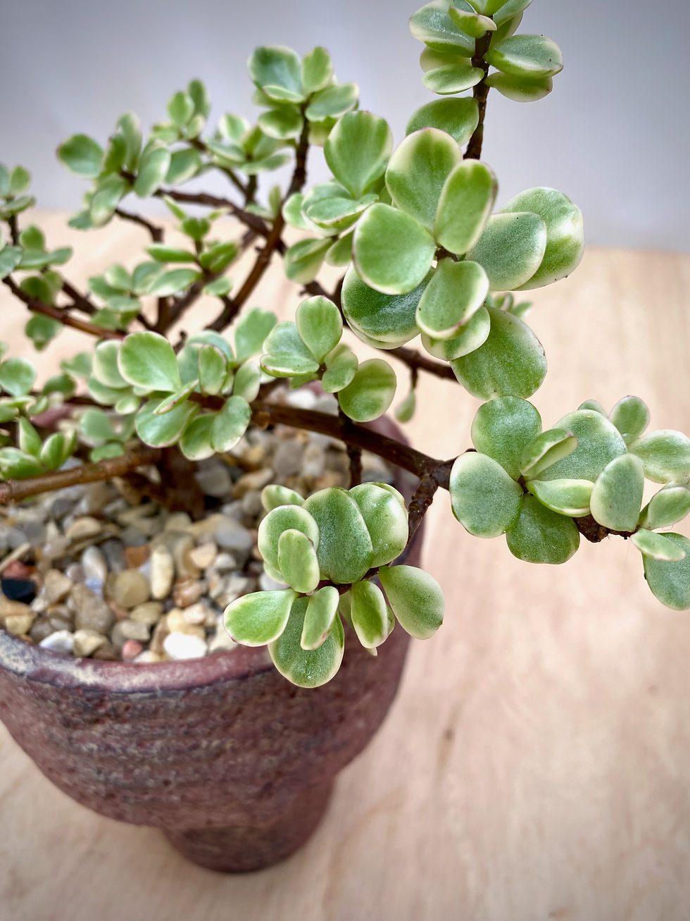Thumbnail: Verigated Portulacaria in Terracotta Goblet Planter