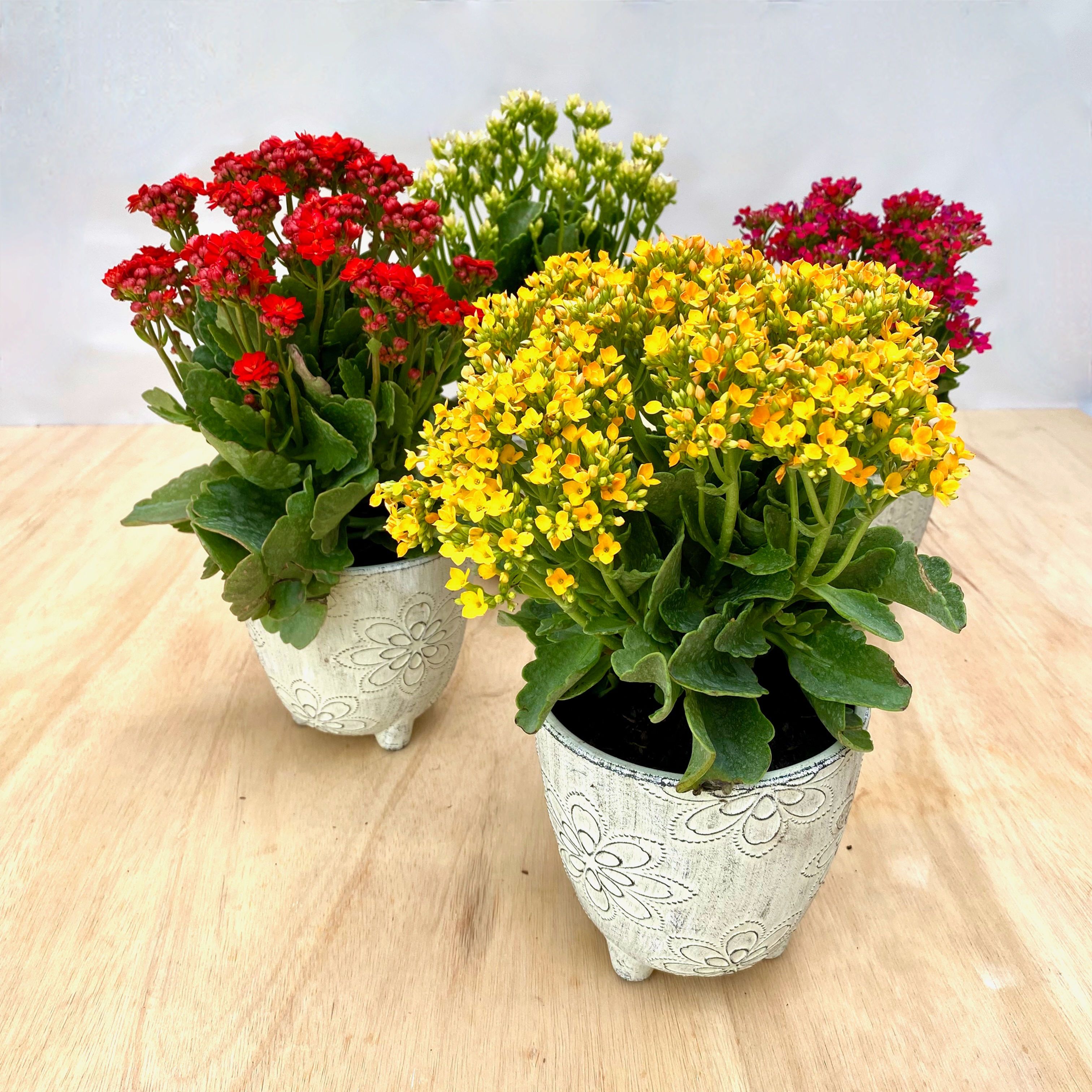 Flowering Kalanchoe in Textured Garden Planter