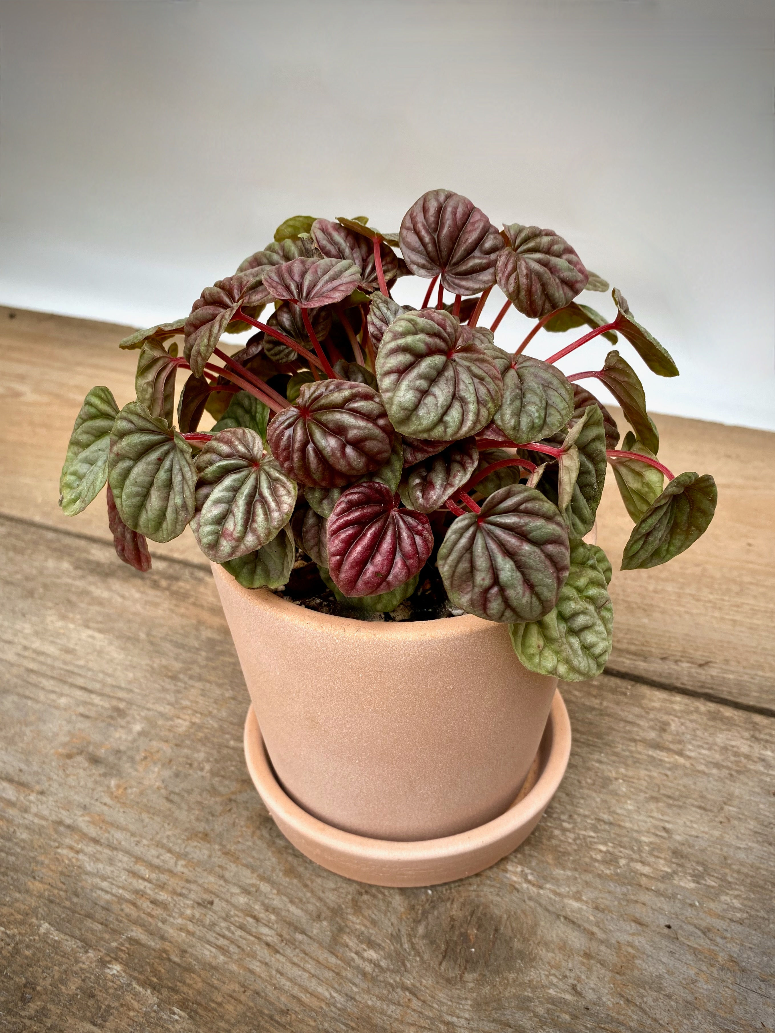 Peperomia Red Ripple in Pink Cement