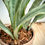 Thumbnail: Snake Plant 'Sayuri' in Lago Vase