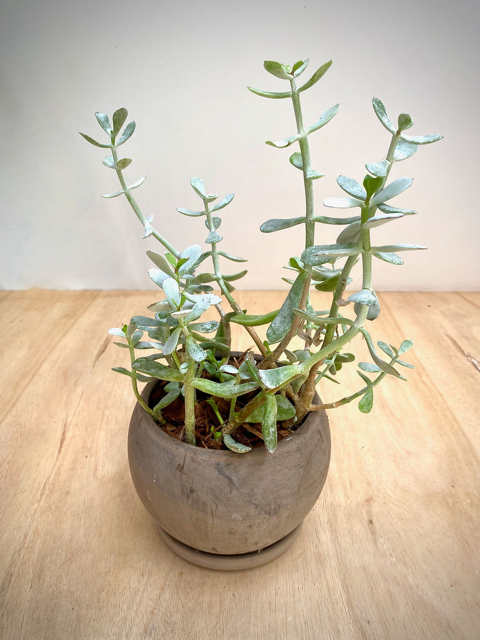 Thumbnail: Cotyledon in Luna Sphere