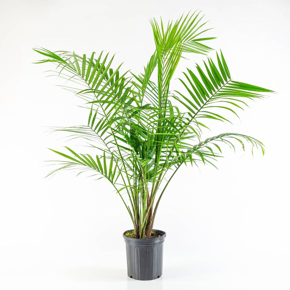 Majesty Palm