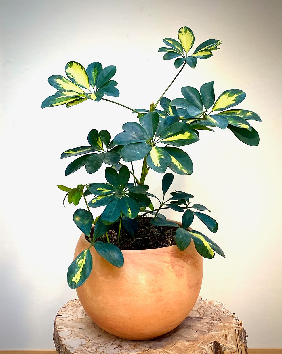 Thumbnail: Variegated Schefflera in Luna Sphere
