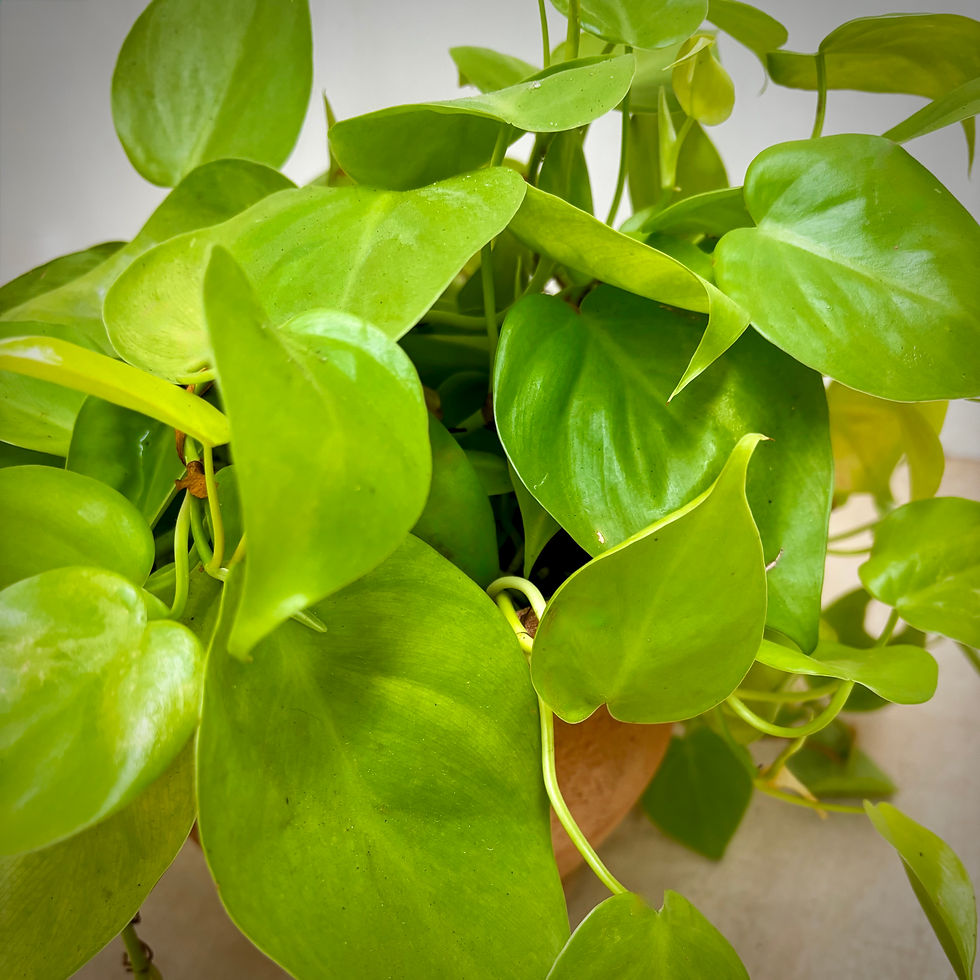 Thumbnail: Neon Pothos in Terracotta