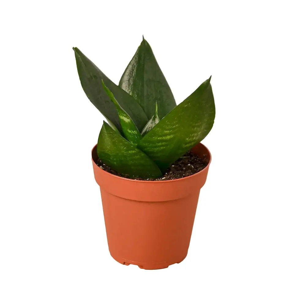 PP Birds Nest Snake Plant 4"