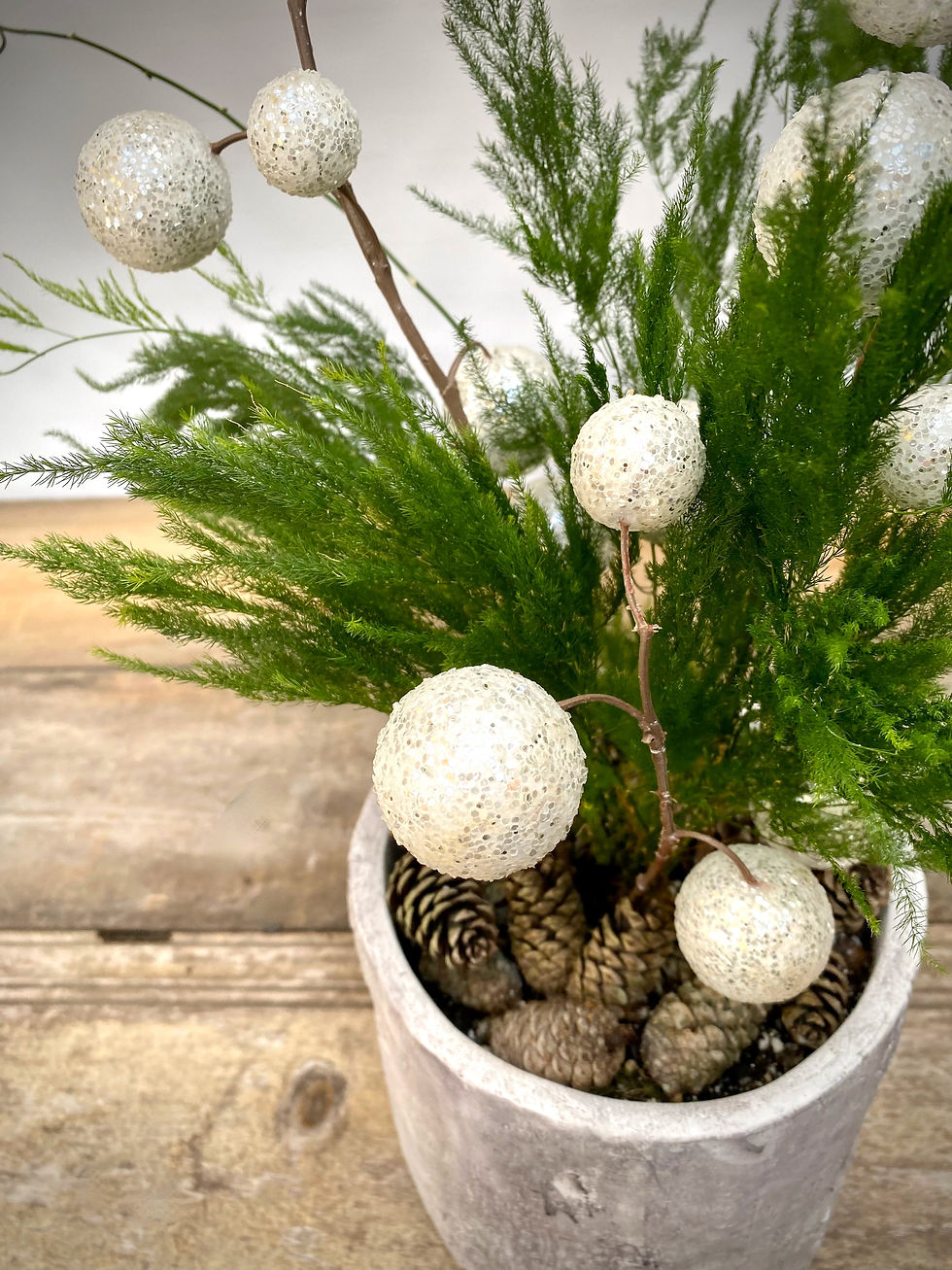 Thumbnail: Asparagus Fern with Sparkle Accent in Birch Planter