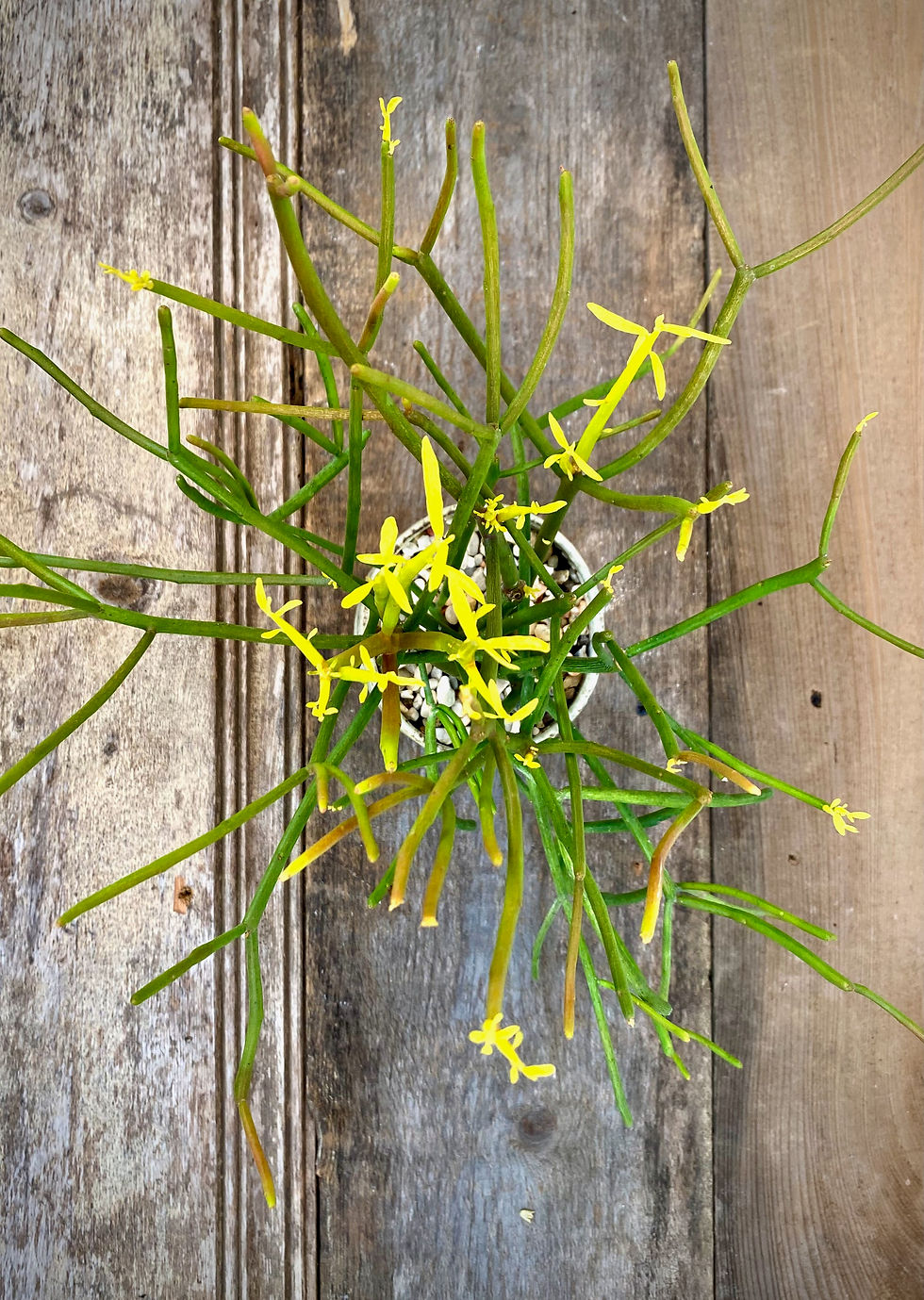 Thumbnail: Pencil Cactus in Footed Ceramic Planter