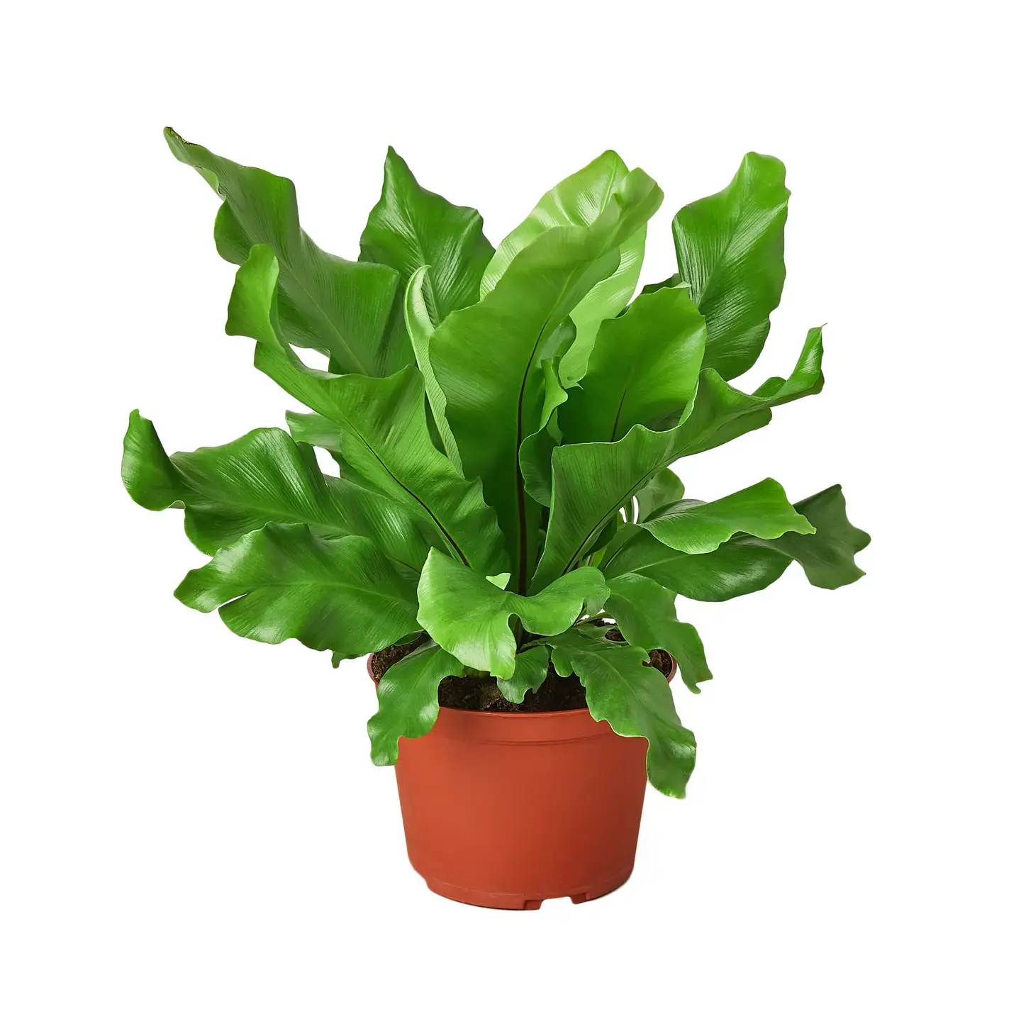Fern Nidus 6-inch