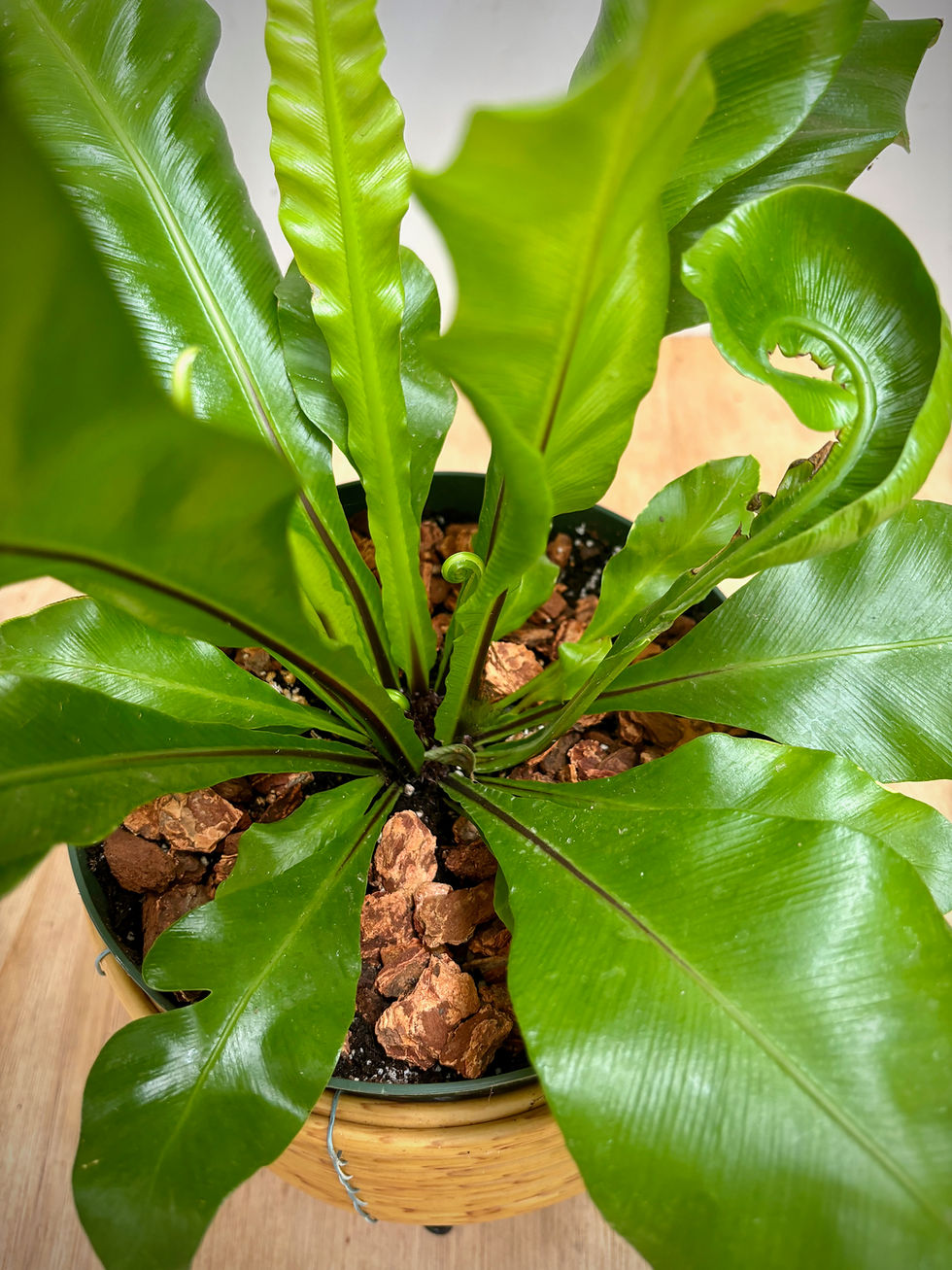 Thumbnail: Birds Nest Fern in Footed Wicker Planter