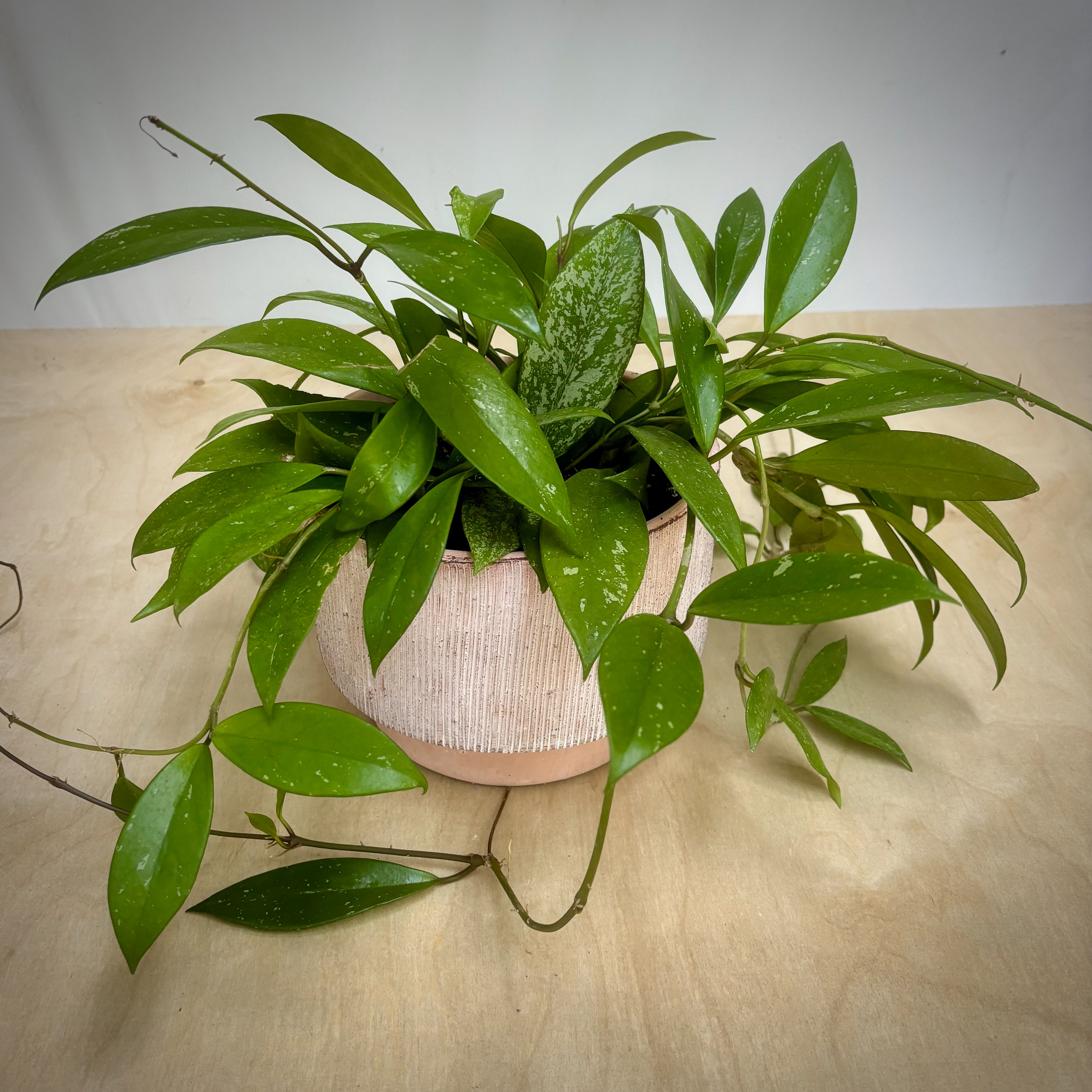 Hoya in Warm Terracotta