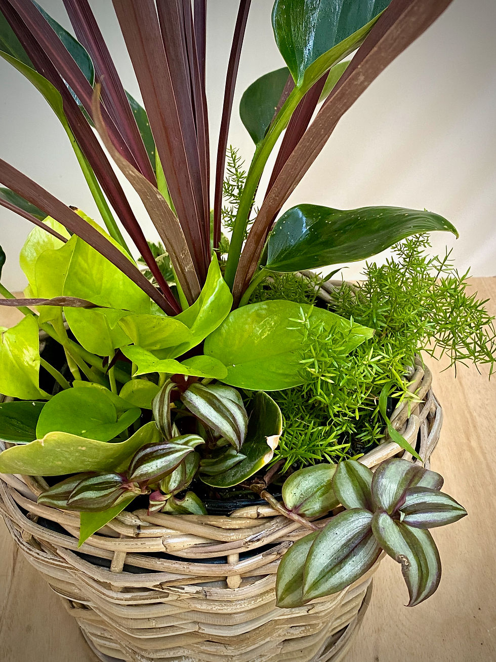 Thumbnail: Fall Woven Planter with Cordyline