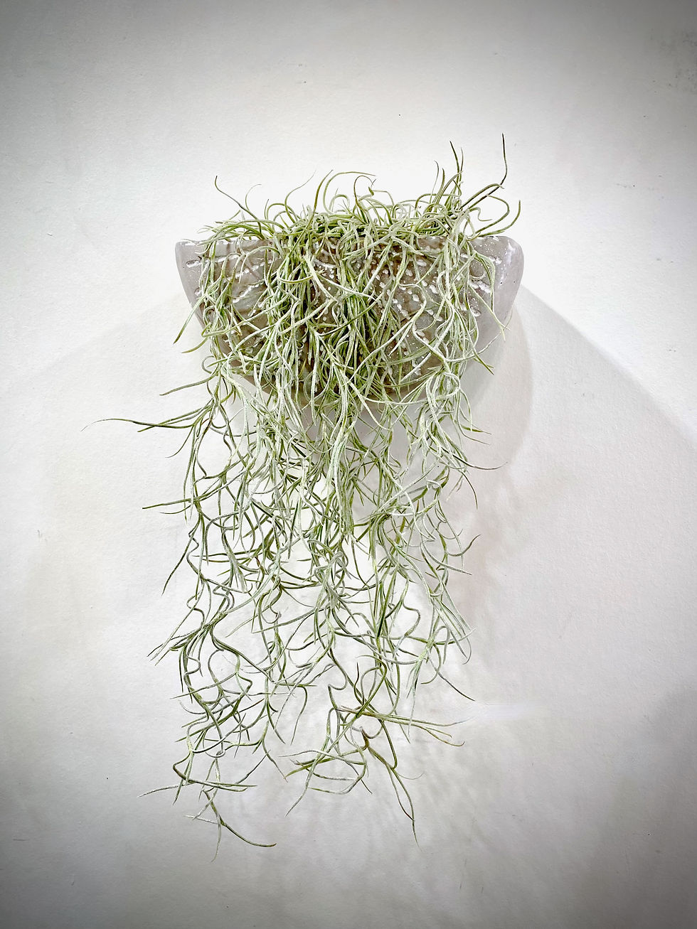 Thumbnail: Spanish Moss in Wall Planter