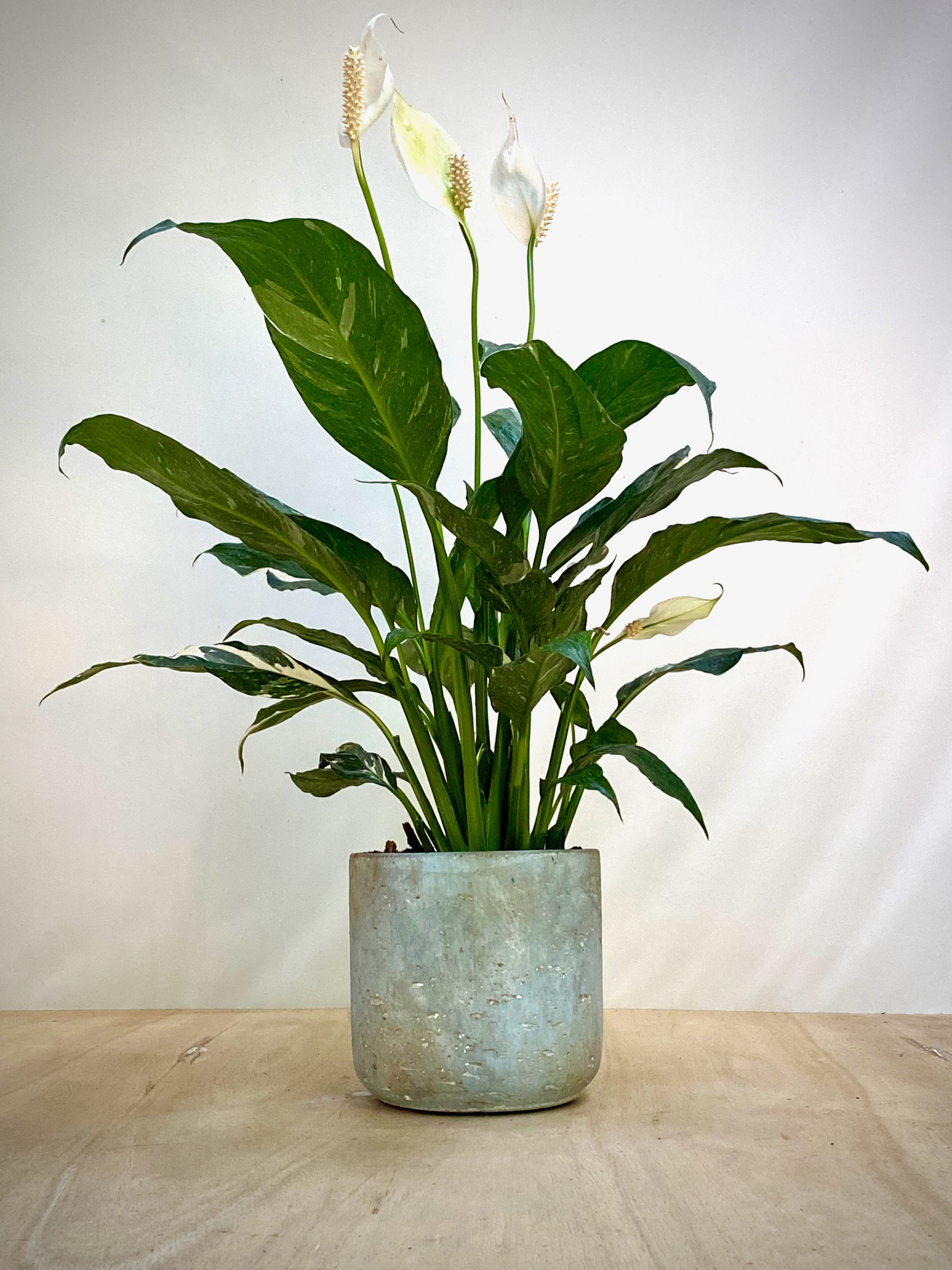 Peace Lily Domino in Blue Cement