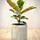 Thumbnail: Ficus Tineke in Blue Cement