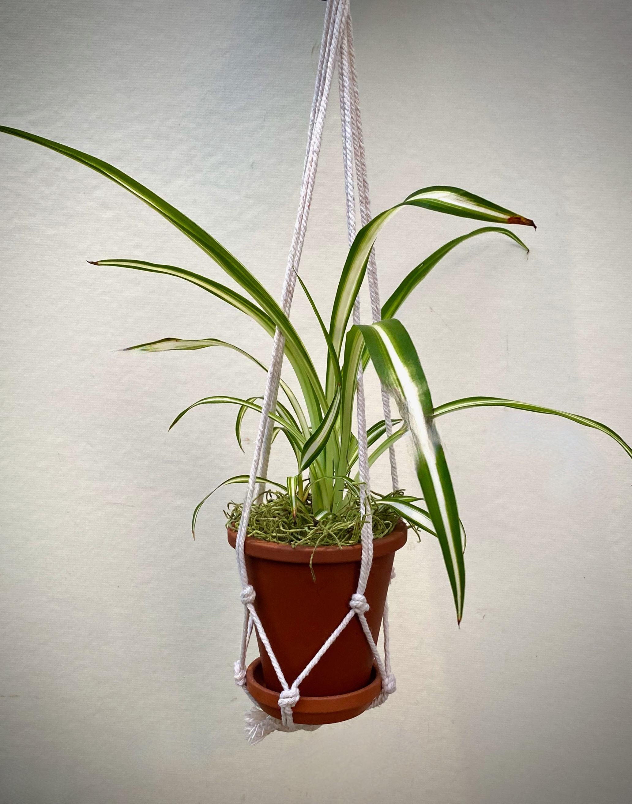 Spider Plant in SM Macramé Hanger