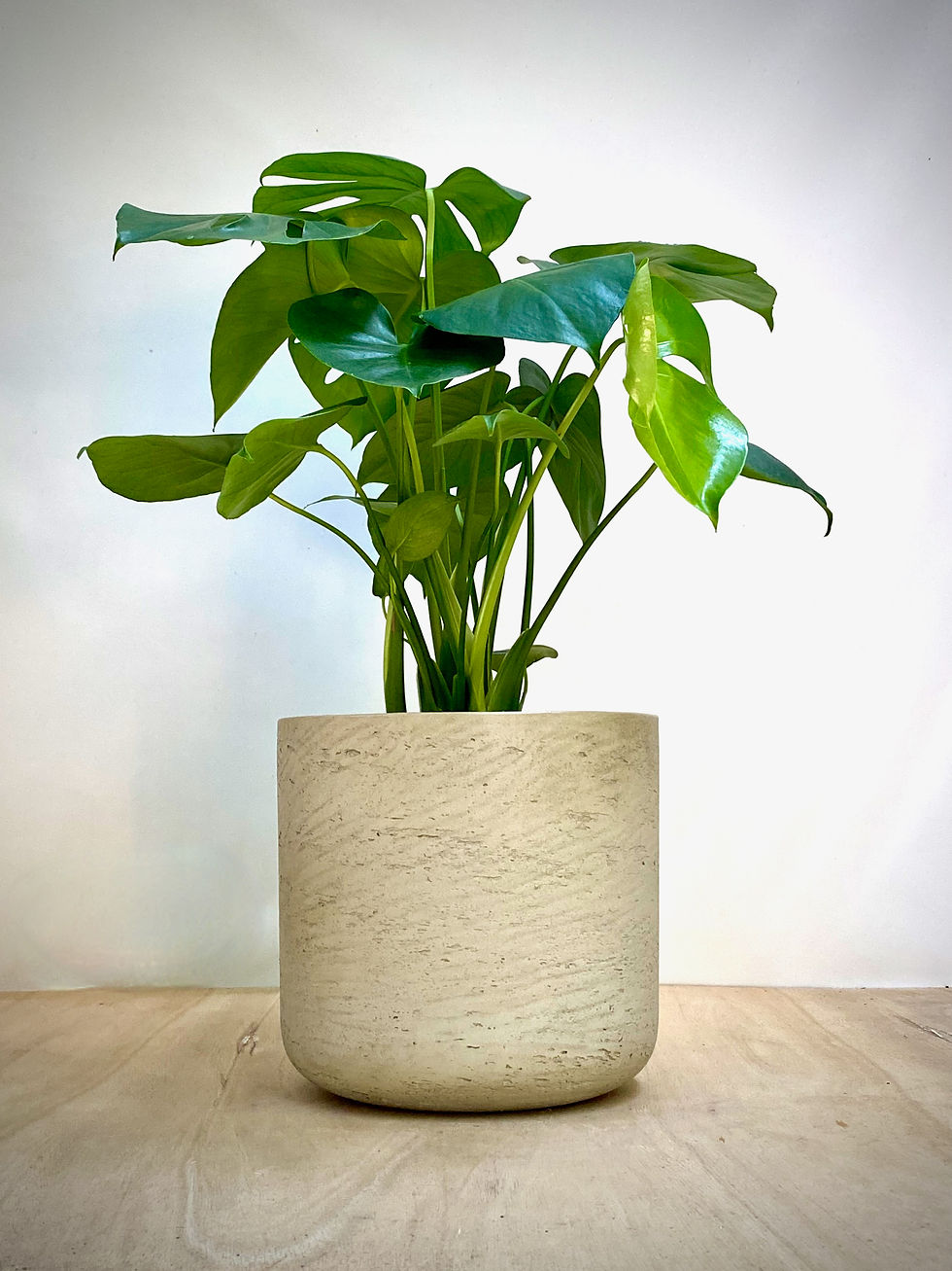 Thumbnail: Monstera in Cement Planter
