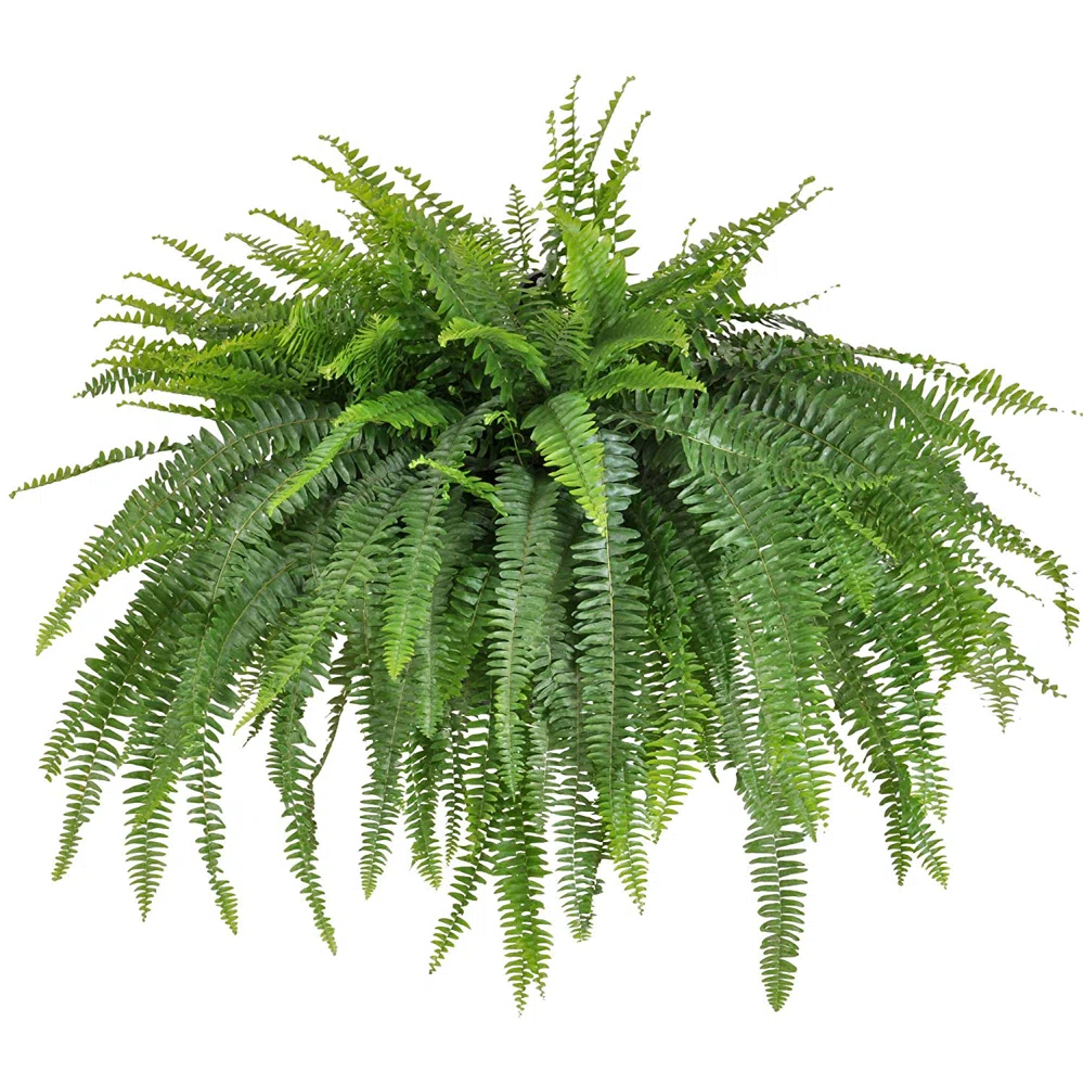 10" Kimberly Fern